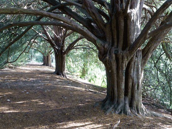 Scadbury Park